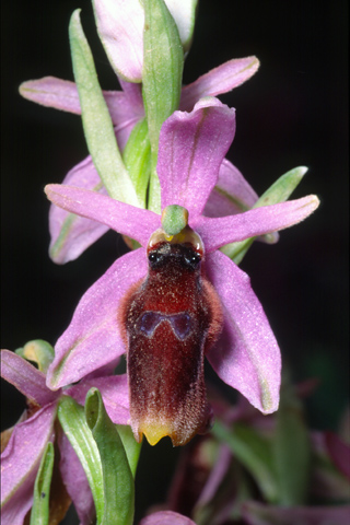Ophrys lunulata
