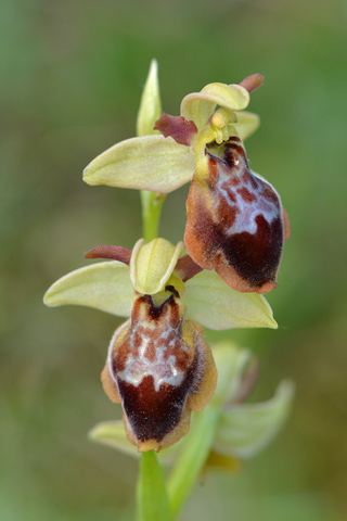 Ophrys aveyronensis x lutea