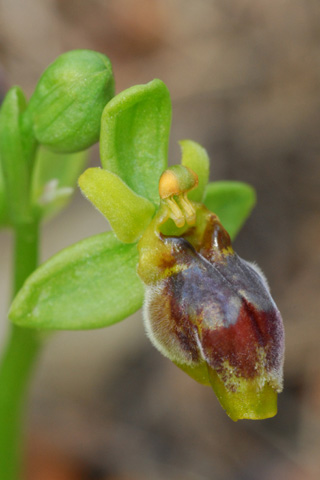 Ophrys bombyliflora x lutea 