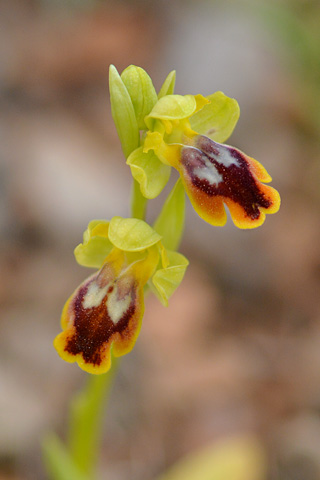 Ophrys forestieri x lutea 