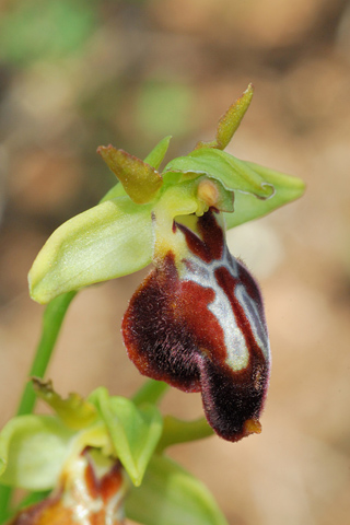 Ophrys lutea x passionis