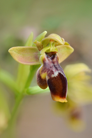 Ophrys lutea x picta