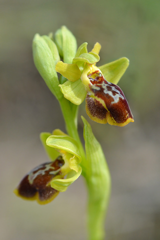 Ophrys lutea x riojana
