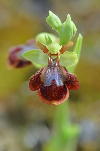 Ophrys lutea x speculum