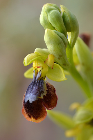 Ophrys lutea x speculum