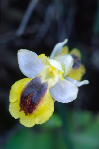 Ophrys lutea lusus