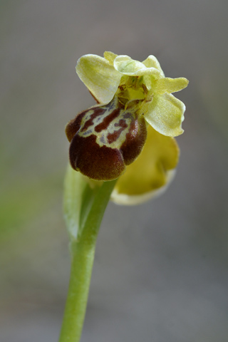Ophrys forestieri x massiliensis