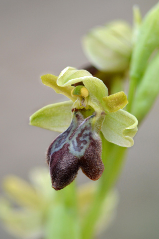 Ophrys forestieri x massiliensis
