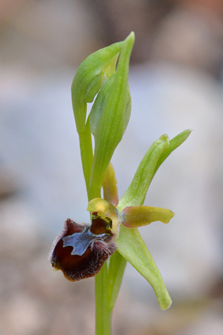 Ophrys massiliensis