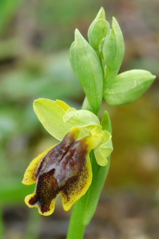 Ophrys melena