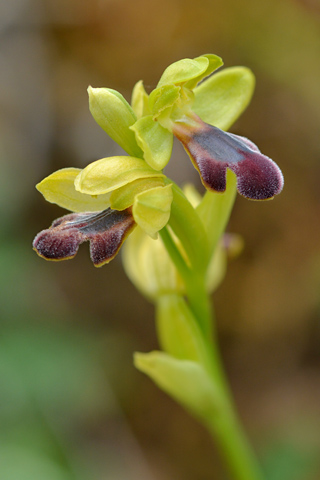Ophrys mirabilis