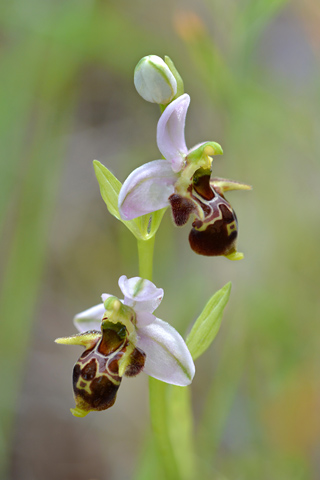Ophrys montis-gargani