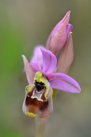 Ophrys  annae x tenthredinifera ssp. neglecta