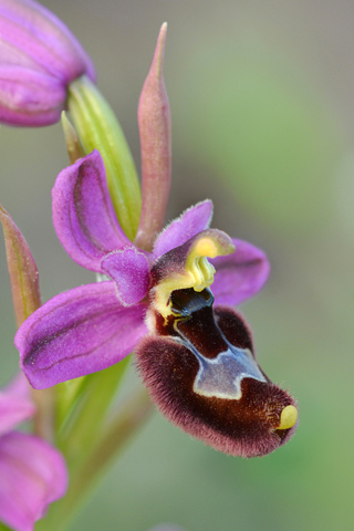 Ophrys bertolonii x tenthredinifera ssp. neglecta