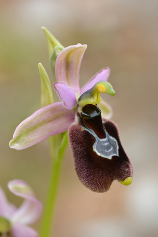 Ophrys bertolonii x tenthredinifera ssp. neglecta