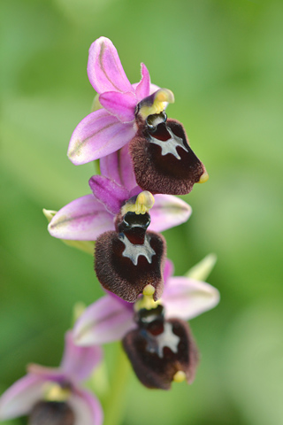 Ophrys bertoloniiformis x tenthredinifera ssp. neglecta