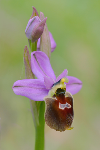 Ophrys biscutella x tenthredinifera ssp. neglecta