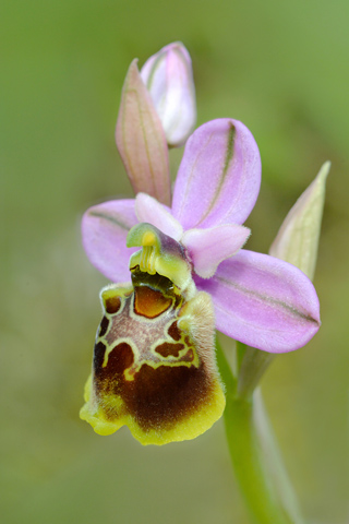 Ophrys  celiensis x tenthredinifera ssp. neglecta