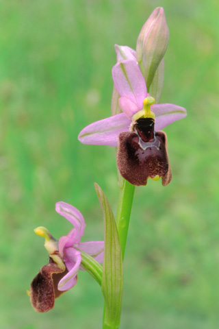 Ophrys passionis x tenthredinifera ssp. neglecta