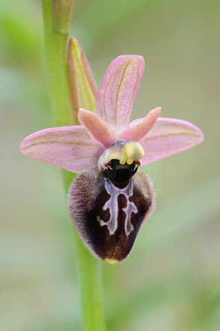 Ophrys incubacea x tenthredinifera ssp. neglecta