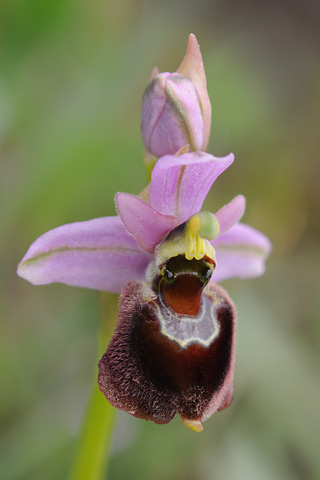 Ophrys  morisii x tenthredinifera ssp. neglecta