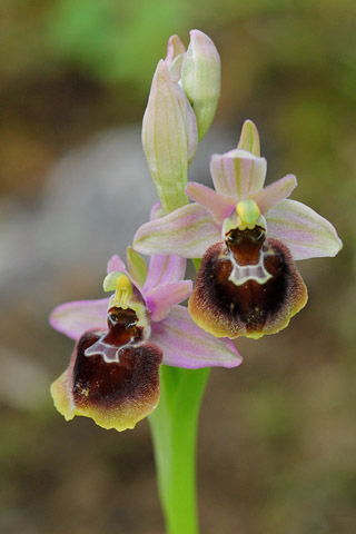 Ophrys  morisii x tenthredinifera ssp. neglecta