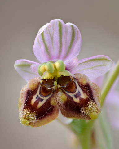 Ophrys tenthredinifera ssp. neglecta