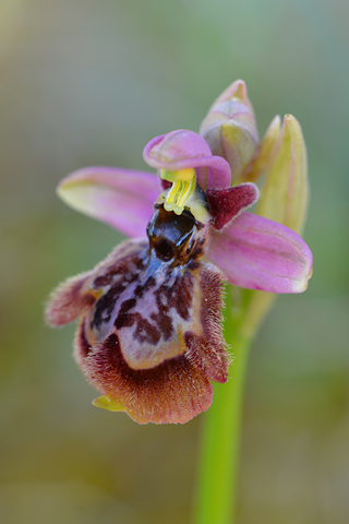 Ophrys tenthredinifera ssp. neglecta x speculum
