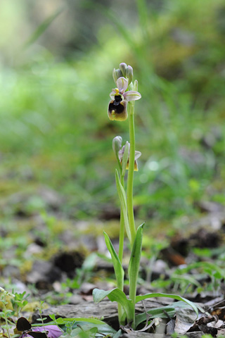 Ophrys normanii