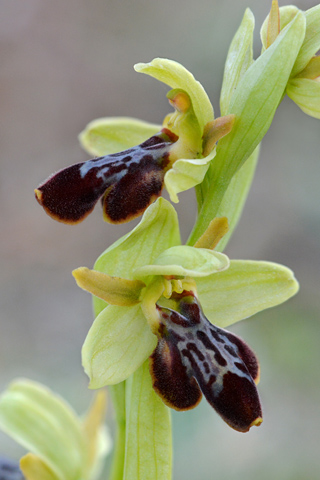 Ophrys forestieri x occidentalis