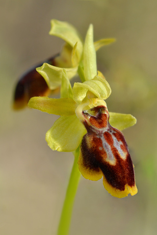 Ophrys lutea x marzuola
