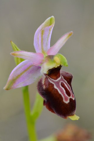 Ophrys occidentalis x scolopax 