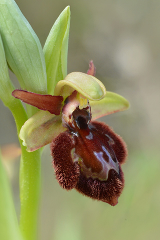 Ophrys occidentalis x speculum