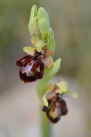 Ophrys occidentalis x speculum