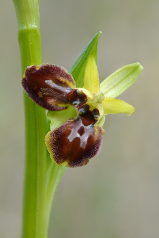 Ophrys occidentalis lusus