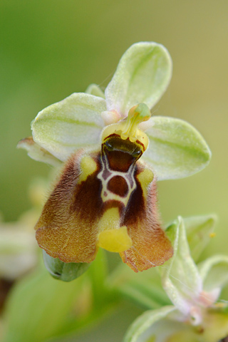 Ophrys biancae x oxyrrhynchos