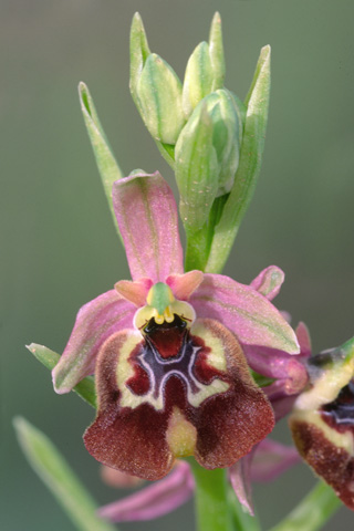 Ophrys calliantha x oxyrrhynchos