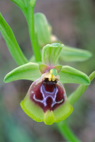 Ophrys lacaitae x oxyrrhynchos