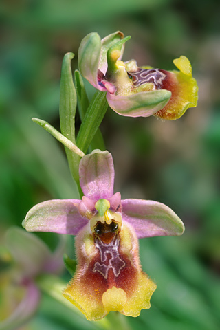 Ophrys oxyrrhynchos x tenthredinifera