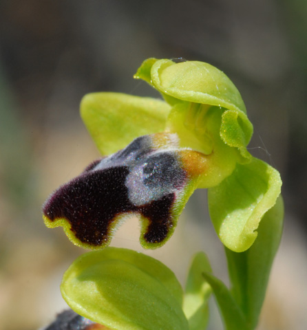 Ophrys parvula