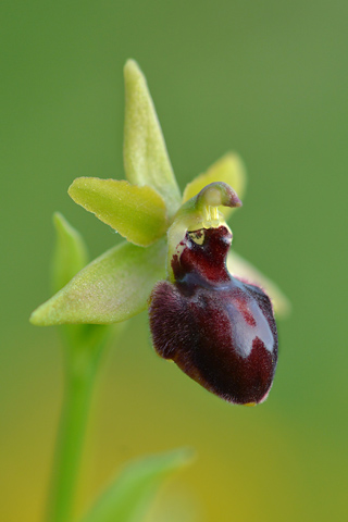 Ophrys araneola x passionis