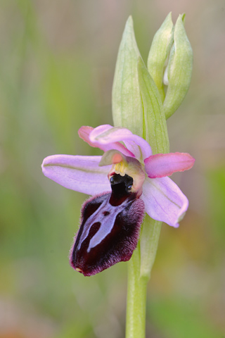 Ophrys  catalaunica x passionis