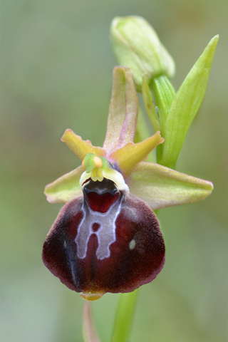 Ophrys celiensis x passionis