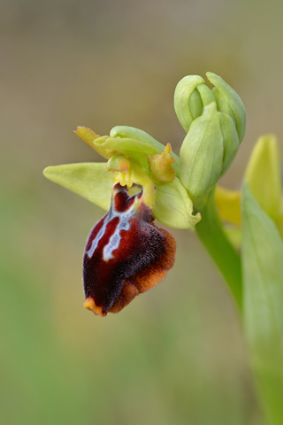 Ophrys lutea x passionis