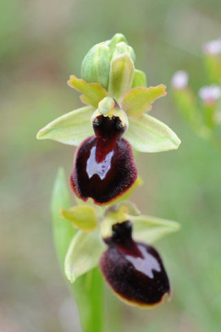 Ophrys magniflora x passionis