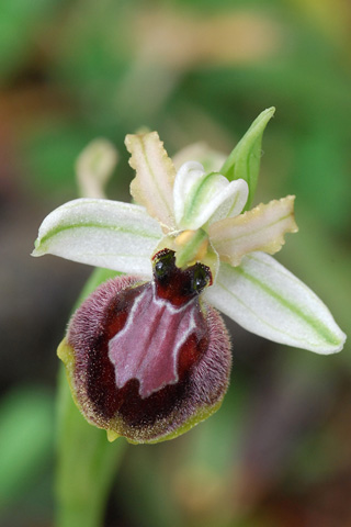 Ophrys occidentalis x passionis