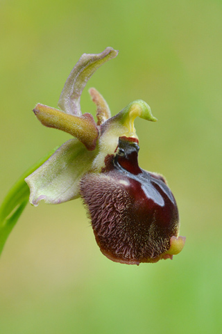 Ophrys parvimaculata x passionis