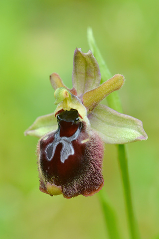 Ophrys parvimaculata x passionis