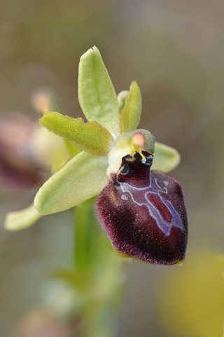 Ophrys passionis x provincialis