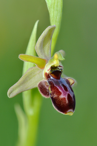 Ophrys passionis x scolopax